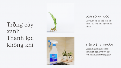 trong-cay-xanh-thanh-loc-khong-khi-trong-nha