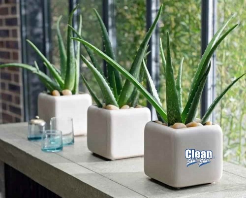 Máy lọc không khí trong nhà - top 4 cây cảnh cải thiện không khí