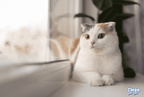 Bệnh calicivirus ở mèo (FCV) và cách phòng tránh