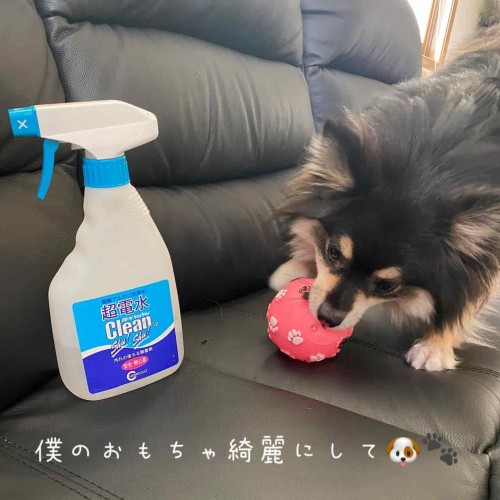 Khử mùi chó mèo trong nhà bằng nước kiềm khử mùi