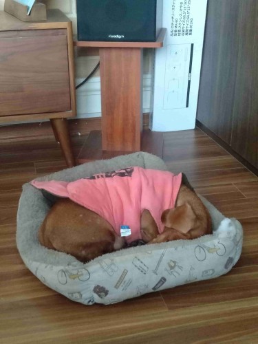 Nhà cho cún cưng - cách vệ sinh nhà cho thú cưng