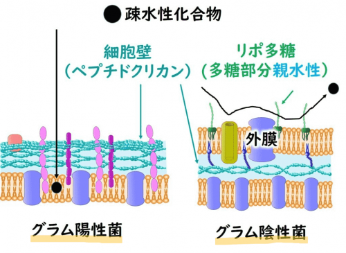 Vi khuẩn Gram âm và vi khuẩn Gram dương