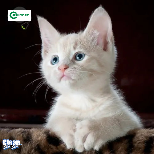 Bệnh do Feline calicivirus ở mèo