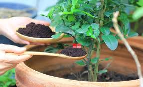 5 Công dụng của bã cà phê cho khu vườn của bạn
